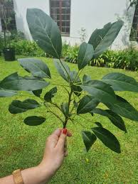 Image result for Abutilon englerianum