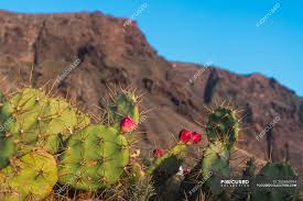 Bu closeup of a cactus fotoğrafını hemen indirin. Closeup Wild Blooming Cactus Growing Near Mountain Teide In Tenerife Canary Islands Spain Blossom Summer Stock Photo 255863994