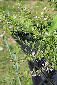 Image result for Clinopodium simense