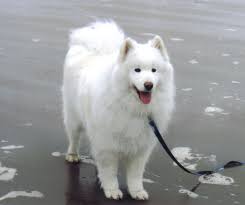 Black And White Fluffy Dog Breeds Samoyeds Amazing Breed Caes Fofos Caes