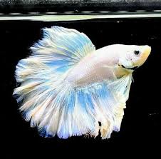 Live Fancy Shimmer White Halfmoon Male Betta Fish Thailand Import Betta Fish Betta Fish Tank Plants