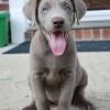 Find puppies in your area and helpful tips and info. 1