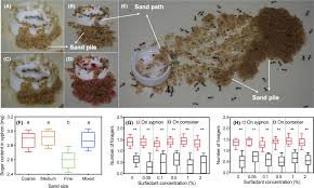 Termite damage restoration termite damage restoration. Ants Adjust Their Tool Use Strategy In Response To Foraging Risk Zhou Functional Ecology Wiley Online Library