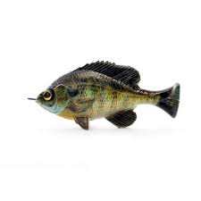 Download Fresh Water Lure Savage Gear 3d Pulse Tail Bluegill Lb 4 Loose Body With Weighted Hook Bass Fishing Swim Bait Photo Printed Finish Soft Lure Sinking One Hook Two Bodies Lures Baits