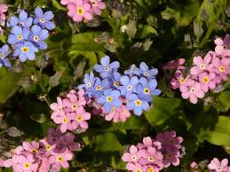 Hence, they do not require much maintenance on our behalf. Forget Me Not Lovetoknow