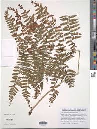 Image result for Athyrium lewalleanum