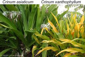 Image result for Crinum aurantiacum