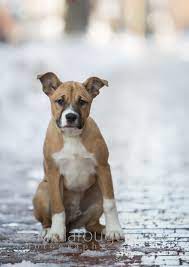 Find 16 pet care businesses near you! Boston Pet Photographer Lhk9 Dog Adoption Event In Portsmouth Nh Dog Adoption Event Dog Adoption Dogs