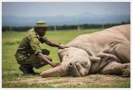 Saying goodbye to a subspecies, the very last male Northern White Rhino. It  survived 55 million years & saw ice ages, earthquakes, meteor strikes & was  a testament to innumerable historical changes