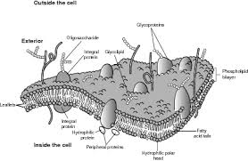 Check spelling or type a new query. Cell Theory Form And Function Fluid Mosaic Model Of Membrane Structure And Function