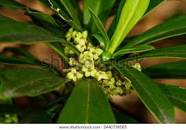 Image result for Callilepis laureola