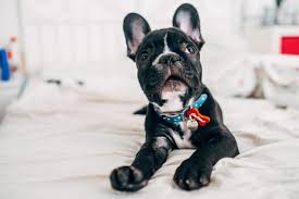 The frenchie is a smart and affectionate breed, excelling as a perfect companion dog, always desiring to they are minimal shedders, hence combing them once a week using a brush with medium bristles, a rubber. Your French Bulldog Has Long Legs Find Out Why