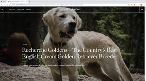 The golden retriever is an excellent choice for a family pet, and though a sporting breed, it is one of the most adaptable. Available English Golden Retriever Puppies Recherche