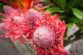 Ginger Flowers At Port Vila Market Efate Island Vanuatu South Pacific South Pacific Stock Photography For License Instant Download Or High Quality Print