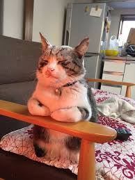 猫 おしゃれまとめの人気アイデア pinterest gabrielleroy 子猫 可愛い 動物 ねこ