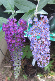 Image result for Buddleja pulchella