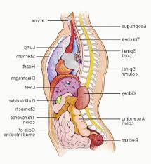 Key bones in the abdominal area include the base of the ribcage and the lumbar spine in the lower back. Lower Back Organs Anatomy Anatomy Drawing Diagram