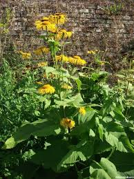 We did not find results for: Five Yellow Flowers For Late Summer Gardens Garden Designer