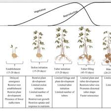 Effect Of Water Stress At Different Growth Stages Of Potato