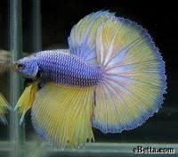 Pin On Fish And Fish Bowls