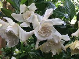 Perennial flowers are a more convenient and cheaper alternative to replacing flowering plants every time they wilt. Fragrant Flowers In Florida Finegardening