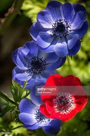 Anemone Coronaria Group De Caen Spanish Marigold Anemone Anemone Flower Red Anemone