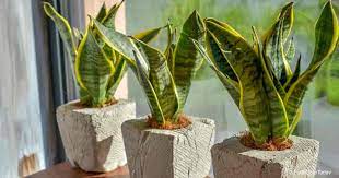 They would experience gastrointestinal symptoms like nausea, diarrhea, and vomiting after ingesting them. Are Snake Plants Poisonous To Cats Plantcaretoday