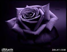 ورد بنفسجي رائع للتصميم صور ورد بنفسجي للتصميم purple roses wallpaper purple roses beautiful flowers wallpapers