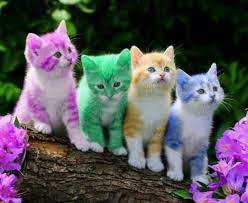 Pictures of cute kittens everywhere!!! Cute Little Kittens And Names For Android Apk Download