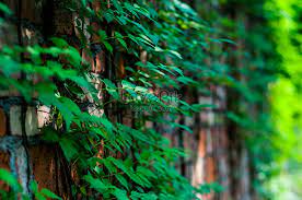 Pada gambar terlihat lapisan palisade yang mengandung. Tumbuhan Hijau Oleh Dinding Gambar Unduh Gratis Imej 500480097 Format Jpg My Lovepik Com