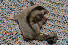 Caramel Sugar Glider Subspecies