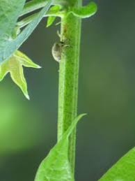 Image result for Gossypioides kirkii