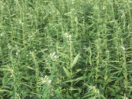 World production in 2016 was 6.1 million tonnes, with tanzania, myanmar, india, and sudan as the largest producers. Sesame Sesamum Orientale Til Till With Flowers Blooming Stock Photo Picture And Royalty Free Image Image 158698075