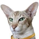 Javanese Kittens For Sale by Reputable Breeders | Pets4You