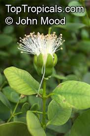 Image result for Sonneratiaceae