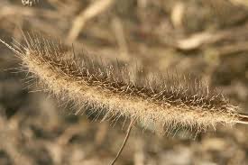 Image result for Cenchrus unisetus