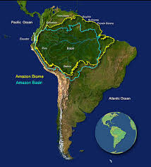 What animals and plants live in the rainforests? About The Amazon Wwf