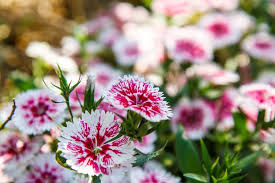 Image result for Dianthus micropetalus