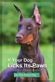 Does Your Dog Lick Its Paws The Reason Why Might Surprise You Dogs
