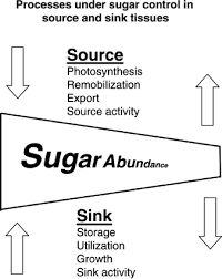 sourcesink balance and carbon