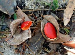 Image result for Guibourtia coleosperma