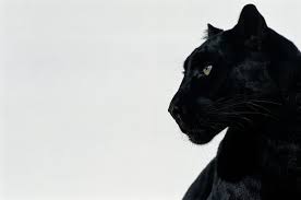 The police department asked anyone involved in minor accidents to exchange insurance information and to leave the scene without calling the authorities as law enforcement was overwhelmed trying to help other motorists. More Sightings Of Strange Cats Bigger Than 9st German Shepherds In East Yorkshire Hull Live