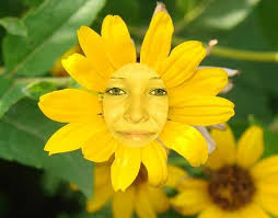 Daisy Photos in .jpg format free and easy download unlimit id:195959