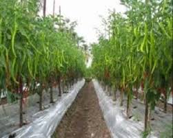 Pasir harus disaring lembut tidak ada batu kecilnya. 9 Cara Menanam Cabe Di Musim Hujan Ilmubudidaya Com