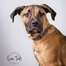 Search Rescue Dogs and Puppies in ACT