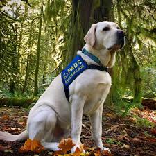 Owning a dog can lift your mood or help you feel less stressed. Ptsd Service Dog Program