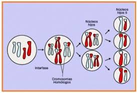 Metafase pada mitosis dapat diamati siswa menemukan sebuah sel yang melalui perilaku kromosom yakni. Soal Pre Test Pembelahan Sel Biologi