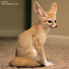 Fennec Fox Fennec Fox Pet Fox Fennec Fox Pet