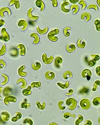 Image result for Microchloa altera