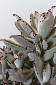 Panda Plant Mississippi Gardener Hot Plants Plants Succulent Gardening Cacti And Succulents